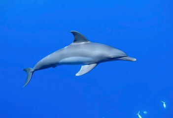 Fototapeta premium Sleek bottlenose dolphin swimming gracefully in ocean, marine mammal, animal photography