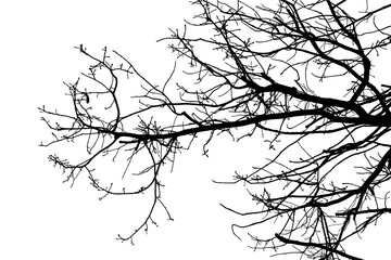 Black and white illustration of natural large old oak tree branch with leaves on transparent background