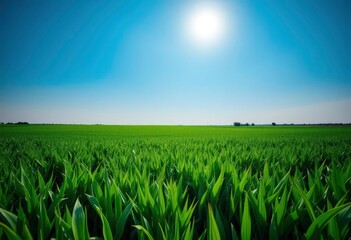 Vast green field under a brilliant blue sky, showcasing sustainable farming practices, growth, landscape