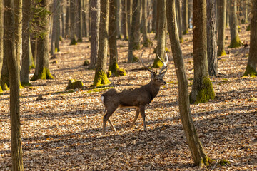 Deer in the forest. Wild deer herd with male and female mammal animals in the autumn forest among...