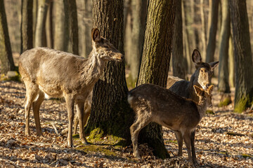 Deer in the forest. Wild deer herd with male and female mammal animals in the autumn forest among trees. European fallow deer Dama dama in the genus Dama of subfamily Cervinae in the wild nature park