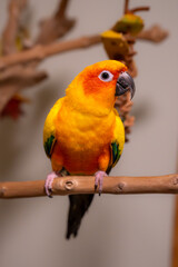A bright yellow and orange Sun Conure parrot perches on a branch.