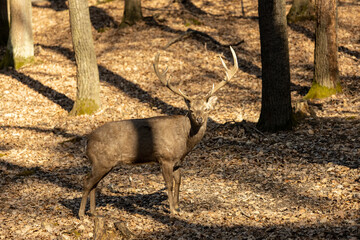 Deer in the forest. Wild deer herd with male and female mammal animals in the autumn forest among trees. European fallow deer Dama dama in the genus Dama of subfamily Cervinae in the wild nature park © Yuliia