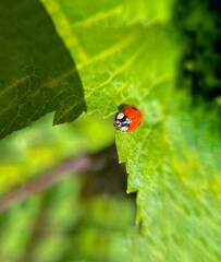 ladybug on leaf
