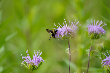 A bumblebee gathers nectar from a purple wildflower..