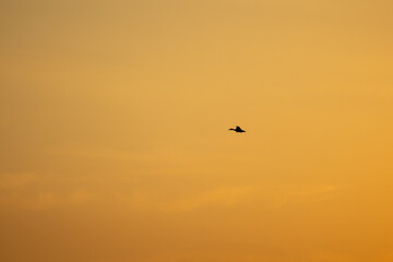 A lone bird flies across a golden sky..