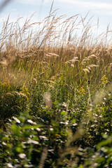 Golden grasses sway in a sunlit meadow, with wildflowers peeking through the green foliage below..