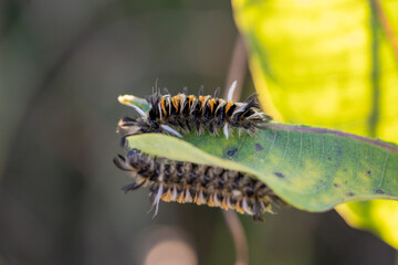 Two fuzzy caterpillars, black and orange, crawl on a green and yellow leaf..