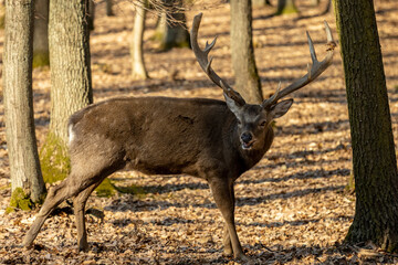 Deer in the forest. Wild deer herd with male and female mammal animals in the autumn forest among...