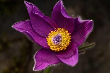 Lila Kuhschelle in voller Bl&uuml;te