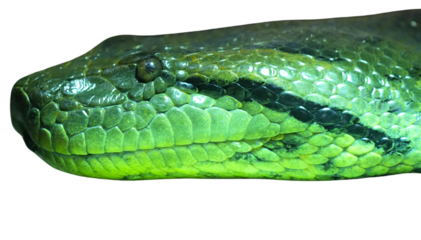 Green anaconda Isolated on a Transparent Background PNG	

