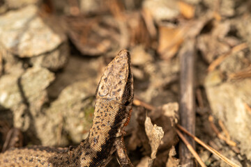 Eidechse auf Waldboden mit Laub und Felsen