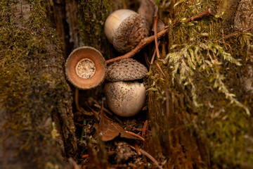 Eicheln im Moos zwischen Baumrinde