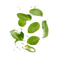Vibrant Mint Leaves on transparent background