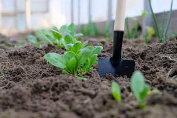 Spinach bed in a greenhouse. Small shovel. Care, watering, fertilizing. Home growing. Vegetable...