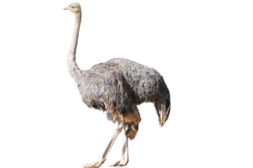 ostrich female Isolated on a Transparent Background PNG	
