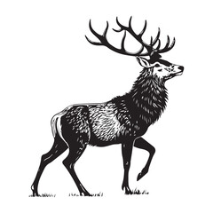 stag  vector