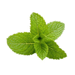 Fresh Mint Sprig on transparent background