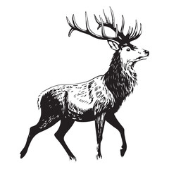 stag  vector