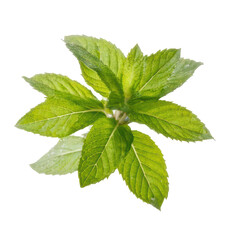 Mint Sprig Splash on transparent background