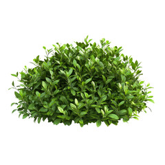 Obraz premium Green bush isolated on white background showcasing vibrant foliage and natural beauty, green bush isolated on white background