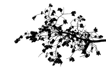 Black and white illustration of natural large old oak tree branch with leaves on white background