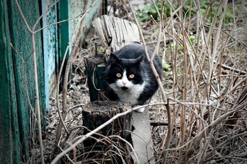 Homeless cat in a cell. Cat in an animal