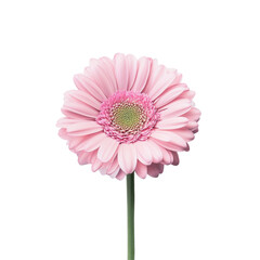 Vibrant pink gerbera flower isolated against a clean Transparent background for floral inspiration, pink gerbera flower isolated on PNG background