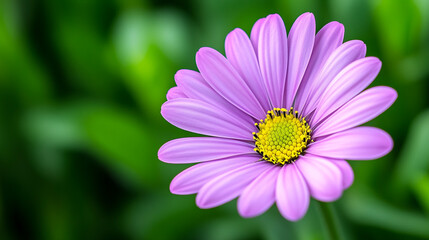 Obraz premium A High-Resolution Close-Up Photograph of a Vibrant Purple Flower with a Striking Yellow Center Bathed in Soft Natural Light, Capturing the Intricacies of Spring Blooms Against a Gentle Background