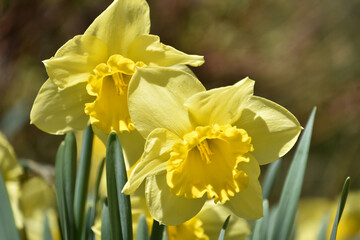 Yellow Jonquil Flowers Blooming in a Garden