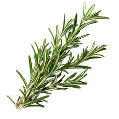 Fototapeta premium Fresh green sprig of rosemary isolated against a bright white background for culinary use, Fresh green sprig rosemary isolated on a white background