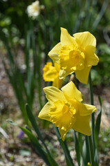 Pretty Yellow Jonquils Flowering in the Spring