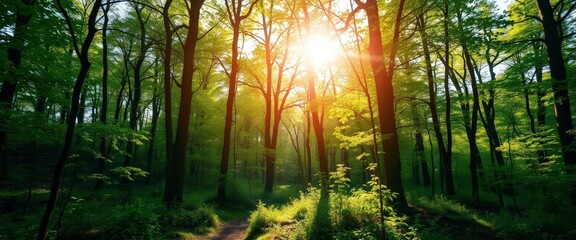 Fototapeta premium Sun-dappled forest clearing, peaceful and serene, canopy, fauna