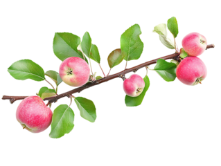 A branch of an apple tree with ripe red apples and leaves in a natural orchard setting