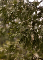 Obraz premium Redwoods