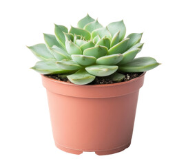 Fototapeta premium Green succulent plant in terracotta pot on black background, cut out