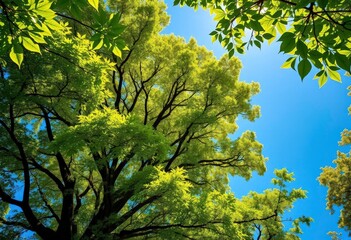 Towering lush green tree, vibrant leaves, clear blue sky, sunlit natural setting, tree, scenery