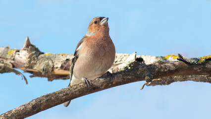 bird on a branch