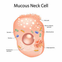 Fototapeta premium Mucous Neck Cell Structure Vector Illustration with Labeled Organelles. Human Mucous Cell Anatomy Diagram. 