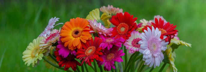  bunch of gerbera flowers in the garden