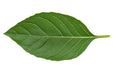 Obraz premium Detailed close-up of a vibrant green leaf with visible veins, cut out