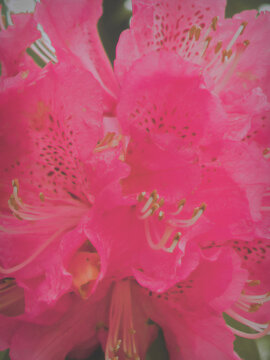 pink rose petals