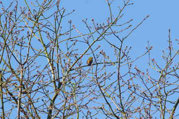Small Bird Perched on Bare Tree Branches Against Blue Sky