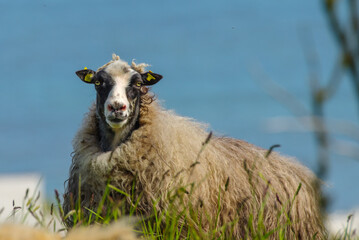 Faroe Sheep: Wooly Sheep Portrait
