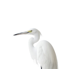 Fototapeta premium Lonely white egret poses gracefully against a soft Transparent background in serene solitude, Closeup a lonely white egret on a PNG background