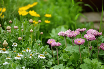 Fototapeta premium Pink daisies blooming in garden with white daisies and yellow flowers