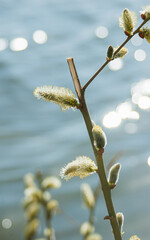 A willow branch with catkins with the glowing water background