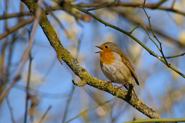 robin perching on a twig and singing on a sunny spring day close-up