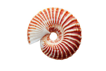 Detailed nautilus shell spiral pattern against black background, cut out