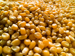 close up grains of corn